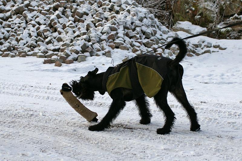 Soveltuvuustesti (28).jpg